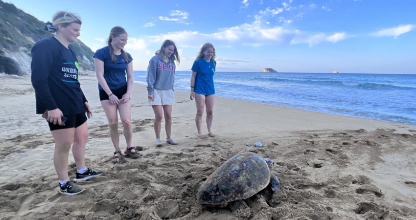 Turtle Conservation in Greece