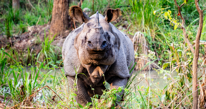 Wildlife Safari Tour in Nepal