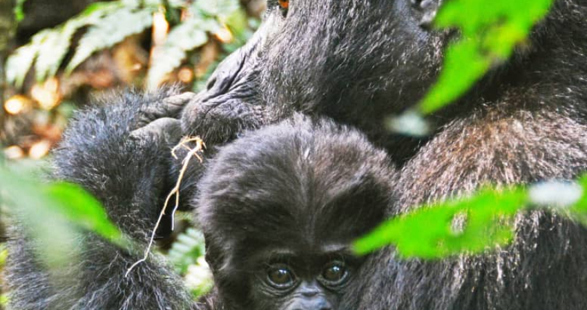 5 Days Uganda Gorilla Safari