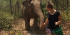 Elephant Care in Thailand