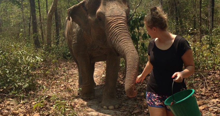 Elephant Care in Thailand