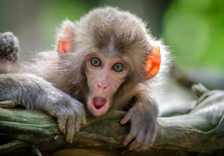 Rescue Monkey Orphans and give them a New Family