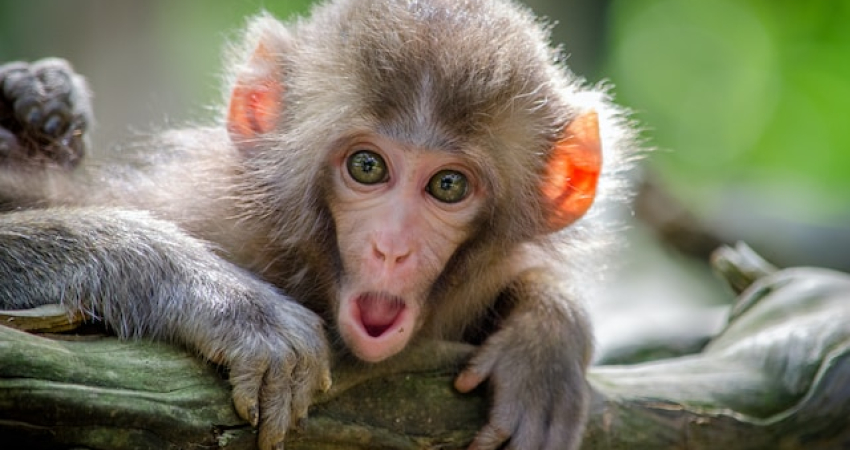 Rescue Monkey Orphans and give them a New Family