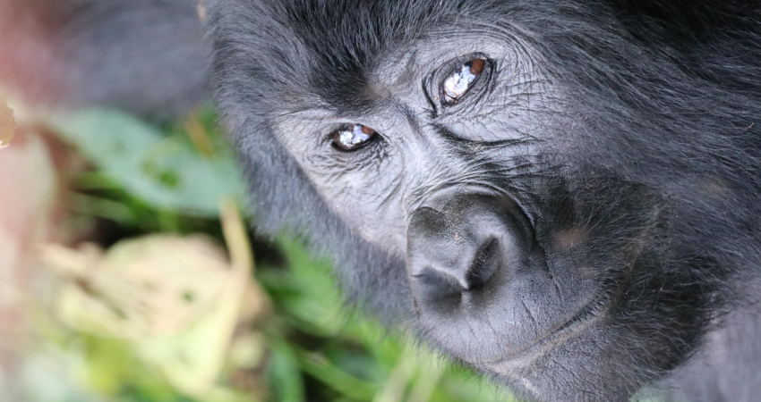 8-Day Gorillas and Wildlife Safari Experience in Uganda