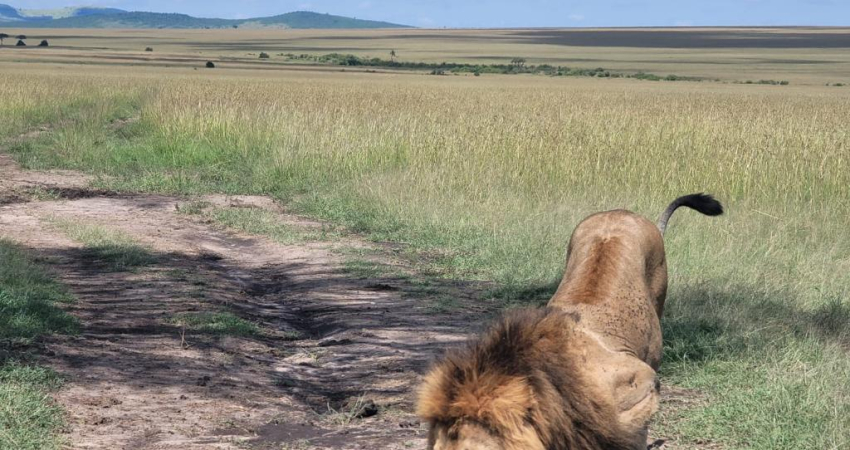 3 Days Enchanting Masai Mara Safari