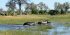 Fully Catered Mokoro (Canoe) Safari at Okavango Delta