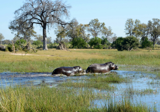 Fully Catered Mokoro (Canoe) Safari at Okavango Delta