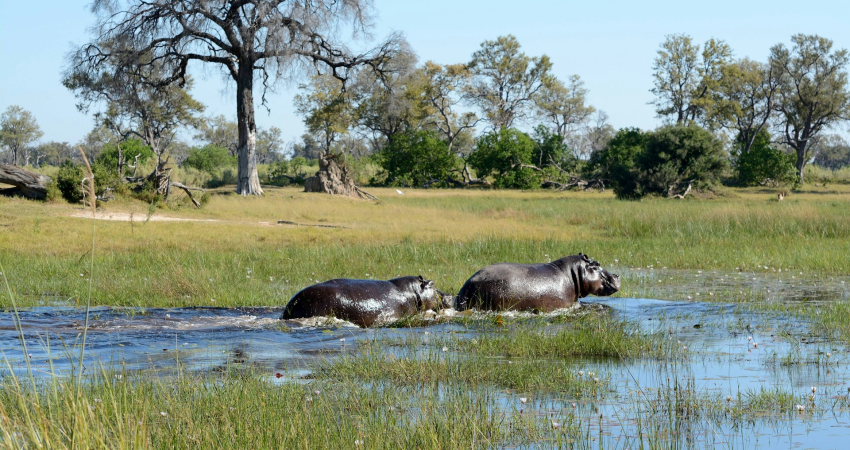 Fully Catered Mokoro (Canoe) Safari at Okavango Delta