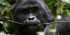 3 Days Budget Gorilla trekking Safari