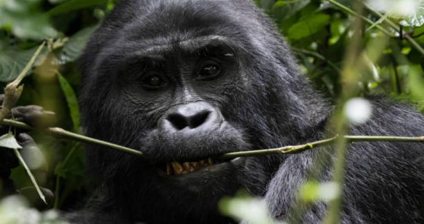 3 Days Budget Gorilla trekking Safari