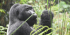 3 Days Mid-range Gorilla trekking Safari