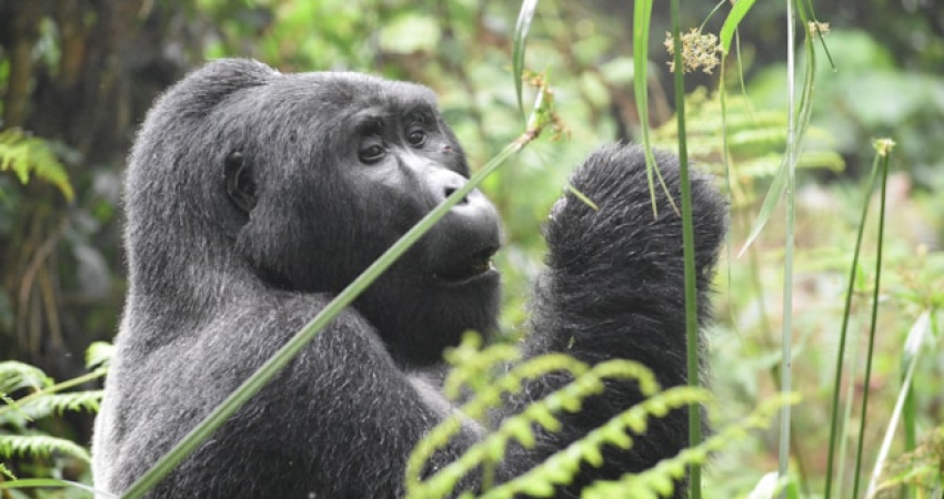 3 Days Mid-range Gorilla trekking Safari