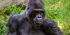 3 Days Luxury Gorilla trekking Safari