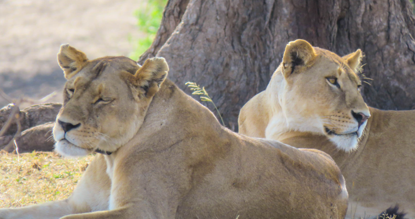 4-Days Classic Ngorongoro Safari Adventures