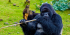 2 Days Budget Gorilla Trekking Tour Uganda