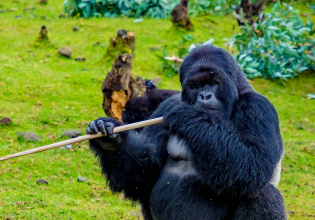 2 Days Budget Gorilla Trekking Tour Uganda