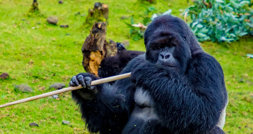 2 Days Budget Gorilla Trekking Tour Uganda