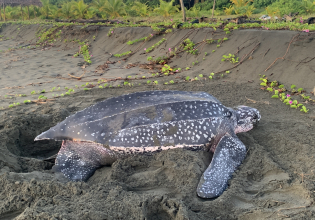 Costa Rica Leatherback Turtle Volunteer Trip