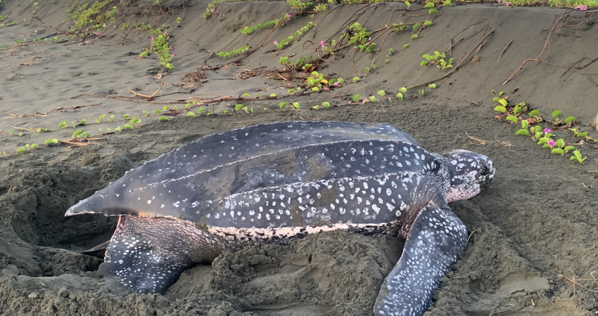 Costa Rica Leatherback Turtle Volunteer Trip