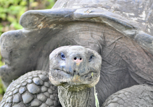 Galapagos Turtles & Tortoises