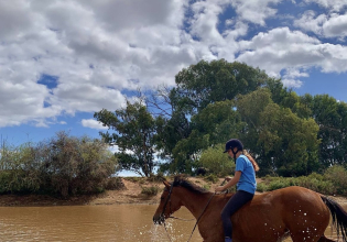 Horse Sanctuary and Rehabilitation