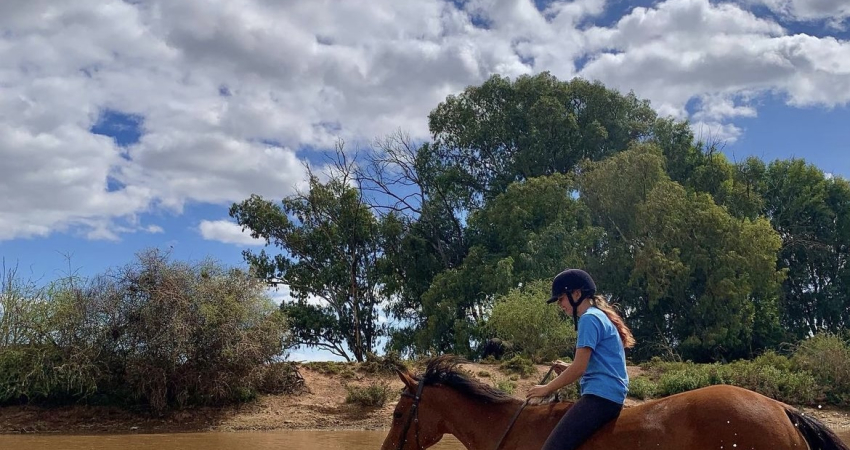 Horse Sanctuary and Rehabilitation