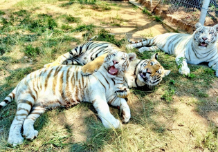 Wildlife Caretaker in South Africa