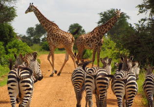 3 DAYS MAASAI MARA SAFARI